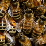 Učinkovita preventiva pred čebeljim ropom